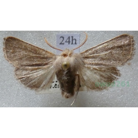 Dioszeghyana schmidtii (Diöszeghy, 1935) male Slovakia24h